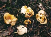 Hydnotrya variiformis